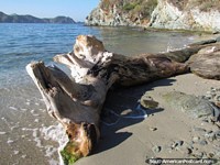 A tree trunk washed up on the beach Playa de Pescador, east of Taganga. Colombia, South America.