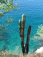 Cactus sits on the cliff-edge above turquiose waters east of Taganga. Colombia, South America.