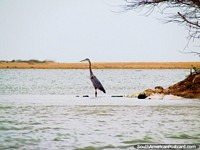 Versión más grande de Una cigüeña gris en la laguna en Camarones.