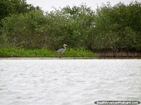 Grande cegonha cinza na lagoa em Camarones, costa do norte. Colômbia, América do Sul.