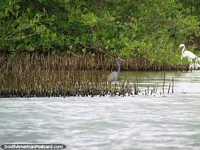 Um par de pássaros (cinza e branco) em lagoa de Camarones. Colômbia, América do Sul.