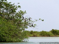 Birds in trees on the lagoon edge in Camarones. Colombia, South America.