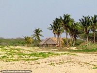 Palmas nebulosas e cabanas cobertas com palha atrás da praia em Camarones. Colômbia, América do Sul.