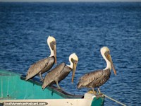 3 pelicans sit on a green fishing boat in Taganga. Colombia, South America.