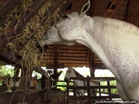 Larger version of A white horse eats hay at Panaca animal farm in Armenia.