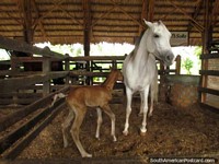 Mother horse with its baby at Panaca animal farm in Armenia. Colombia, South America.