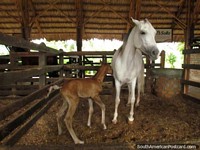 Verso maior do Cavalo de me com o seu beb em fazenda pecuria de Panaca na Armnia.