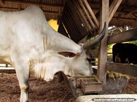 Large cow with horns eats hay at Panaca animal farm in Armenia. Colombia, South America.