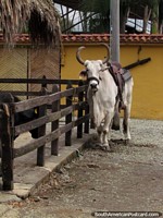 A handsome cow with horns all saddled up at Panaca animal park in Armenia. Colombia, South America.