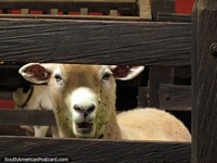 A sheep is a sheep is a sheep, Panaca animal park in Armenia. Colombia, South America.