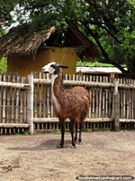A brown llama, one of a few llamas at Panaca in Armenia. Colombia, South America.