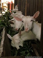 I will name him Gerald the goat, cute pink ears, Panaca animal farm, Armenia. Colombia, South America.