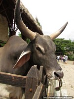 A big-horned cow, seems friendly, Panaca animal park, Armenia. Colombia, South America.