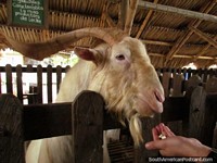 A Swiss goat with curly horns at Panaca animal park in Armenia. Colombia, South America.