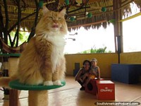 La casa de los gatos en el parque de animales Panaca en Armenia. Colombia, Sudamerica.