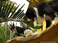 Perros en el techo de la caseta de perro en Panaca granja de animales en Armenia. Colombia, Sudamerica.