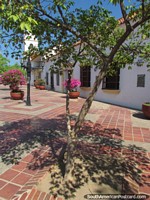 Larger version of Green tree and its shadow at Plaza Alfonso Lopez in Valledupar.