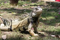 The large iguana in Parque del Centenario in Cartagena, I suspect it is the same one I saw 6yrs earlier. Colombia, South America.