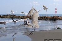 White storks and pelicans freak-out and split my company at the beach in Cartagena. Colombia, South America.