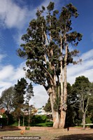 Larger version of Huge tree at Republica Forest (Bosque de la Republica), public park in Tunja.