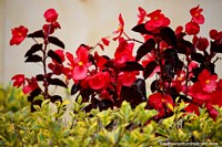 Flores rojas y un jardín verde en Tunja. Colombia, Sudamerica.