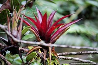 Planta de lino rojo, en busca de plantas interesantes en el Santuario de Flora y Fauna Iguaque, Villa de Leyva. Colombia, Sudamerica.