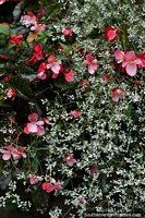 Colombia Photo - Red and white flowers in the gardens of Antonio Ricaurte Museum in Villa de Leyva.
