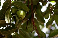 Limón en un árbol, naturaleza en la Casa Museo Antonio Ricaurte en Villa de Leyva. Colombia, Sudamerica.