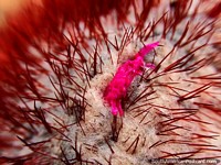 Tip of a red cactus, macro shot from the Terracotta House in Villa de Leyva. Colombia, South America.