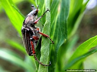 Pequeno inseto, foto macro do Santuário de Flora e Fauna Iguaque, Villa de Leyva. Colômbia, América do Sul.