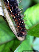 Scary caterpillar with sharp spikes, macro photo at the Sanctuary of Flora and Fauna Iguaque, Villa de Leyva. Colombia, South America.