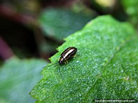 Colombia Photo - A gold and black beetle bug on a leaf at the Sanctuary of Flora and Fauna Iguaque in Villa de Leyva.