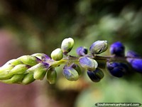 Vagens de flor verdes que se modificam para foto purprea, macro, Santurio de Flora e Fauna Iguaque, Villa de Leyva. Colmbia, Amrica do Sul.