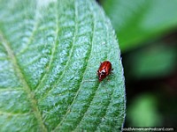 Little red and brown beetle on a leaf, macro photo, Sanctuary of Flora and Fauna Iguaque, Villa de Leyva. Colombia, South America.
