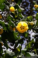Versión más grande de Hermosa flor amarilla que se abre en el sol durante el paseo a la laguna en Guatavita.