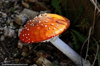 An orange toadstool, pancake version, flora at the reserve of the sacred lagoon in Guatavita. Colombia, South America.