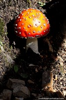 Golf ball version of a toadstool, flora along the pathways of the sacred lagoon in Guatavita. Colombia, South America.