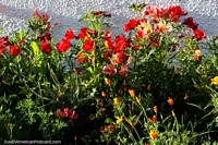 Larger version of Nice garden of green with bright flowers of red and orange in Guatavita.