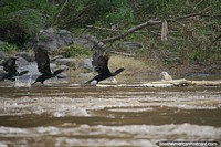 Os pássaros de rio pretos põem-se em fuga no Rio de Magdalena em Girardot. Colômbia, América do Sul.