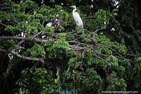 White stork and black river bird in a tree overlooking the Magdalena River in Girardot. Colombia, South America.