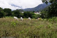 Vacas em um paddock, a bela zona rural verde em volta de Ibague. Colômbia, América do Sul.