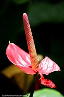 Versão maior do Flora rosa em Jardins botânicos de San Jorge em Ibague, evite a cidade da natureza.