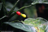 Are these coffee beans? Red and yellow bean pods at San Jorge Botanical Gardens in Ibague. Colombia, South America.
