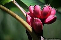 Versión más grande de Manojo de plátanos rosados en la luz del sol, naturaleza en los Jardines Botánicos de San Jorge en Ibague.
