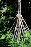 Versão maior do Ã�rvore com 20-30 pequenos troncos na forma de um cïrculo, assombroso, Jardins botânicos de San Jorge em Ibague.