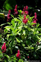 Versão maior do Pétalas rosa e folhas verdes viçosas, a bela flora em Jardins botânicos de San Jorge em Ibague.
