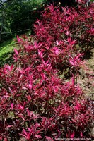 As folhas parecidas a um linho rosa cobrem um banco de sujeira e brilham ao sol, Jardins botânicos de San Jorge, Ibague. Colômbia, América do Sul.