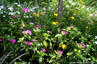 Versão maior do Flores purpúreas, amarelas e brancas em um espaço ervoso, a natureza é bela em Jardins botânicos de San Jorge em Ibague.