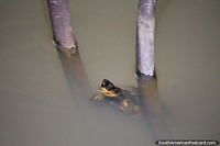 Small turtle in the pond he lives in with his mates at the botanical gardens in Ibague. Colombia, South America.