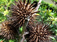 Spiky balls, interesting flora in the botanical gardens in Ibague, walk in nature. Colombia, South America.